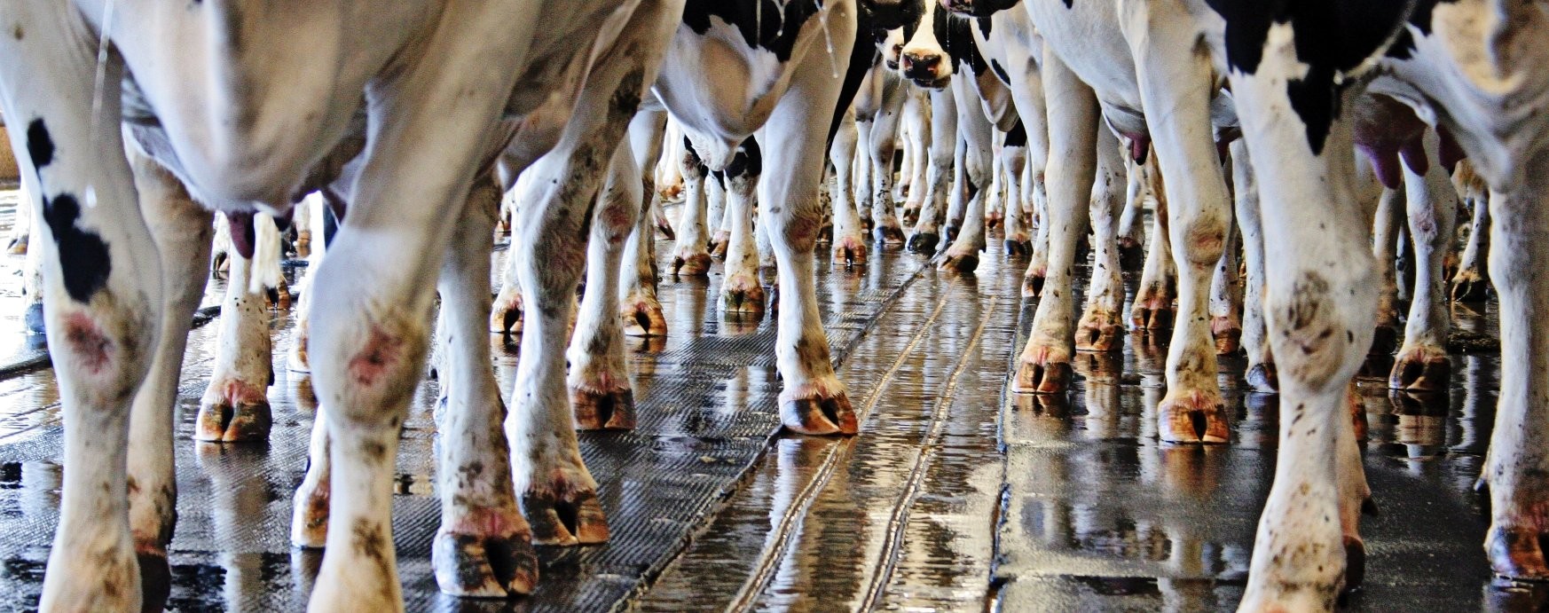 SEMEX K&Ouml;RM&Ouml;L&Eacute;S